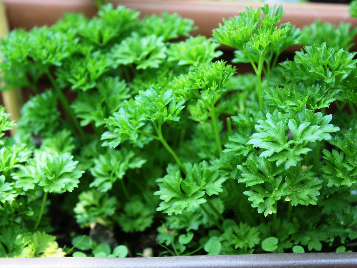 easy to grow late summer herbs 06