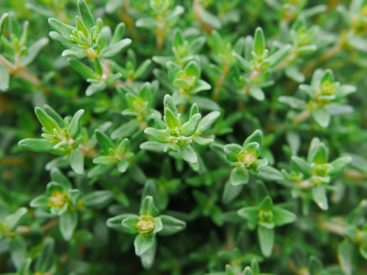 easy to grow late summer herbs 07