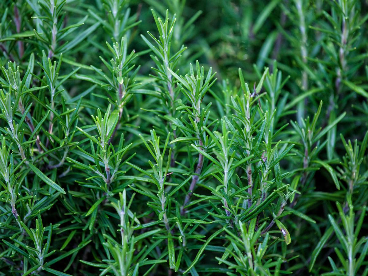 easy to grow late summer herbs 08