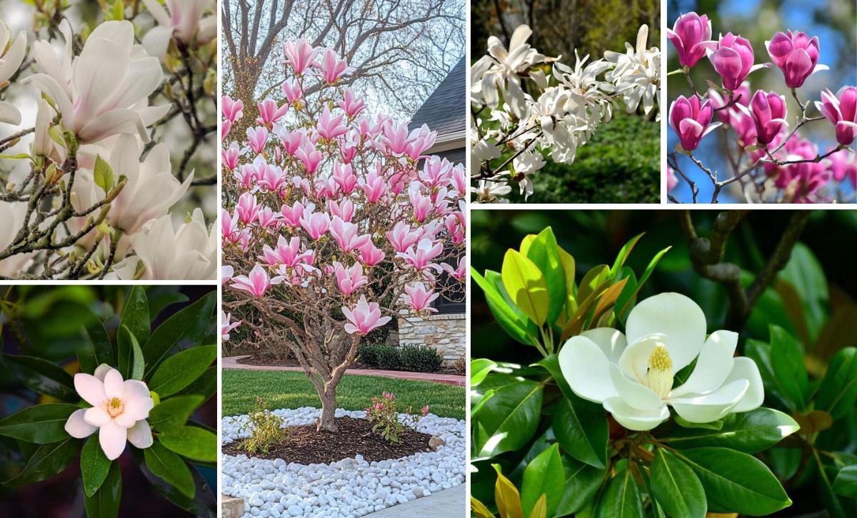 magnolia tree varieties