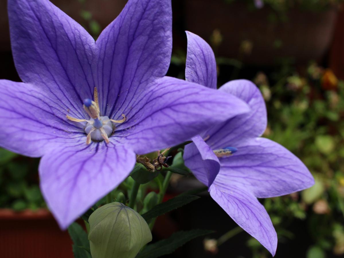 perennials to plant in August 05