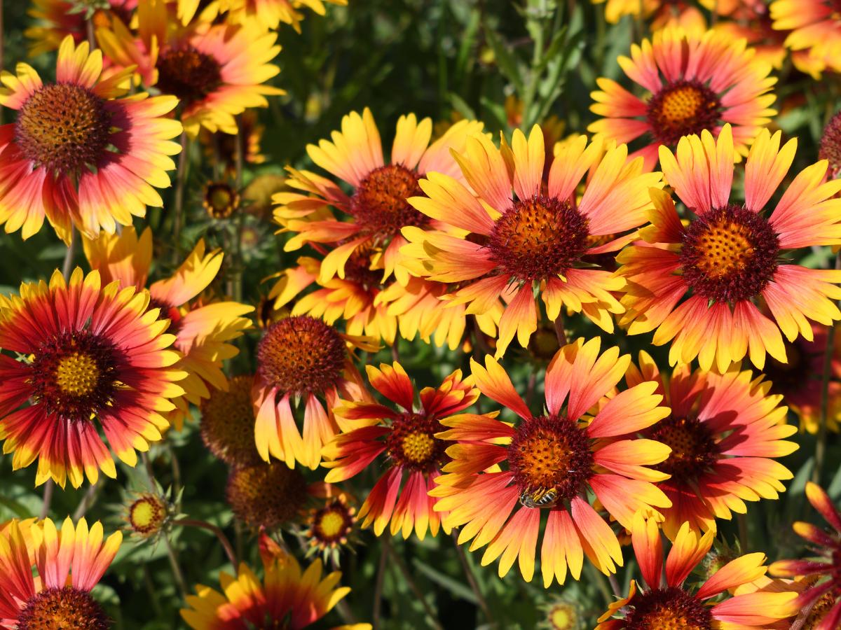 perennials to plant in August 07