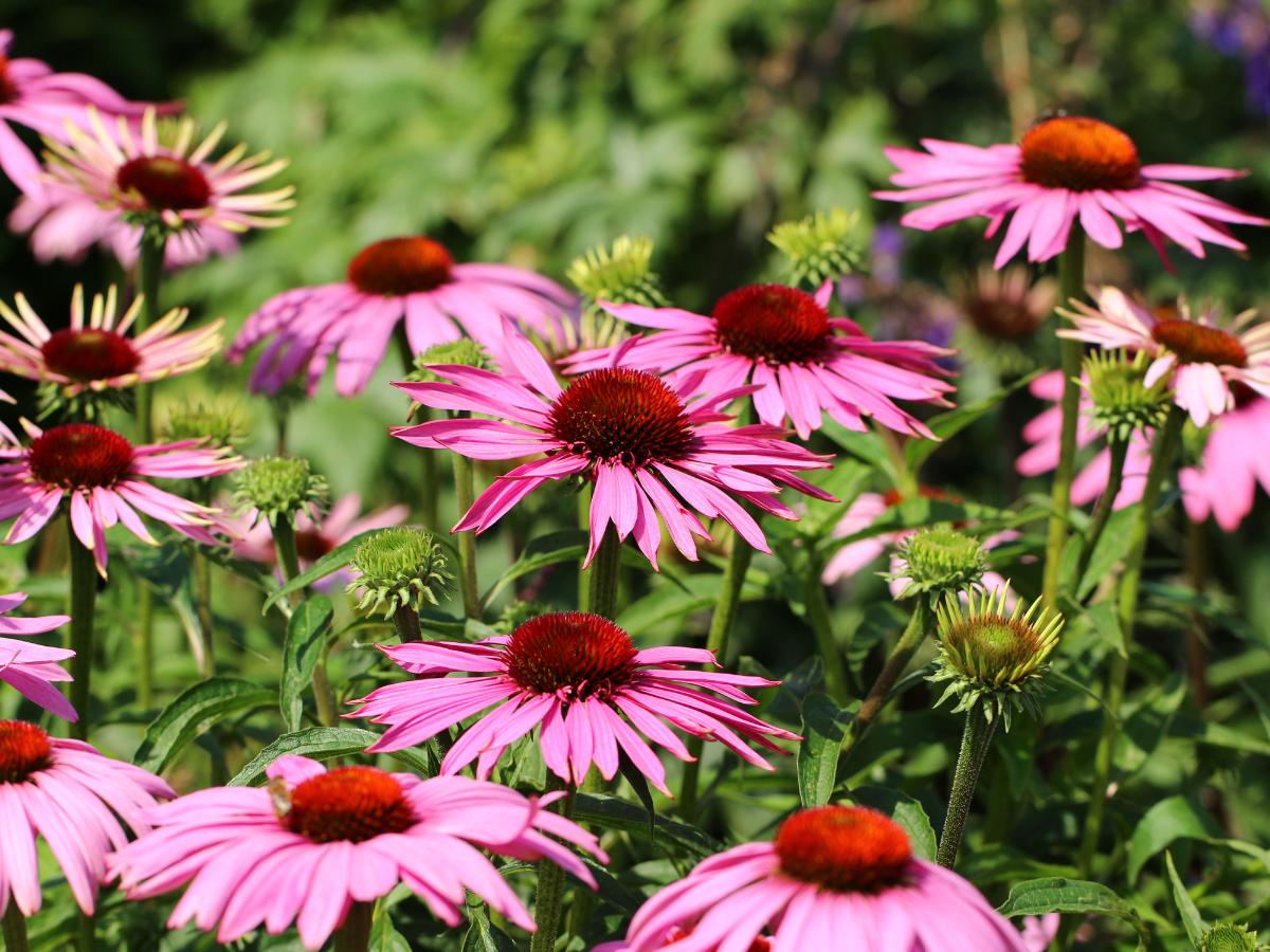 perennials to plant in August 10