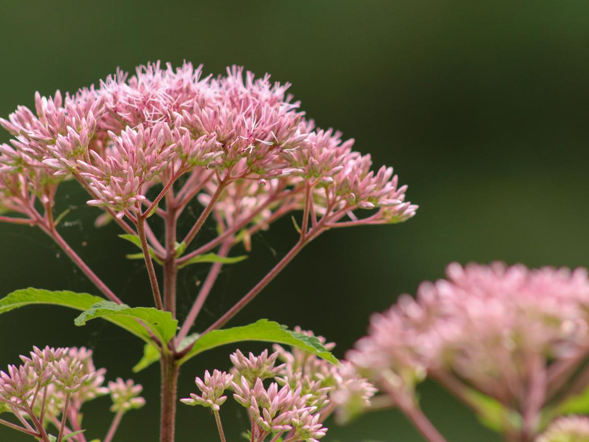 perennials to plant in August 11