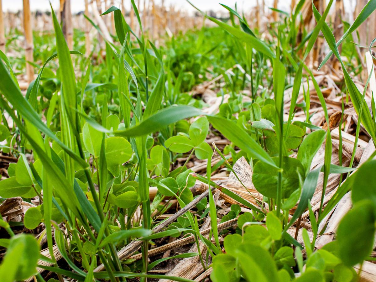 tips for preparing your garden for fall 06