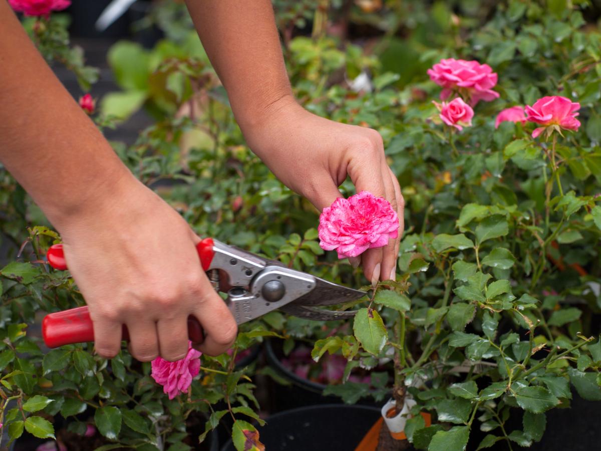 weekend diy garden projects for August 02