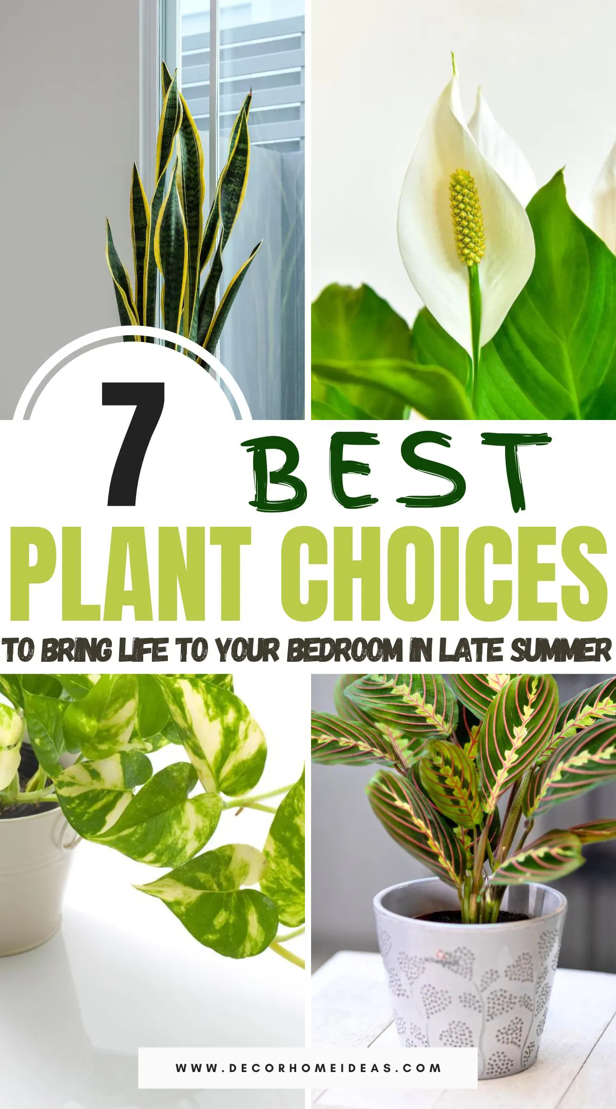 Looking to refresh your bedroom decor this late summer? Discover seven perfect plant choices that will bring life, color, and a touch of nature to your space. From low-maintenance succulents to air-purifying ferns, find the ideal plants that thrive indoors and transform your bedroom into a green oasis.