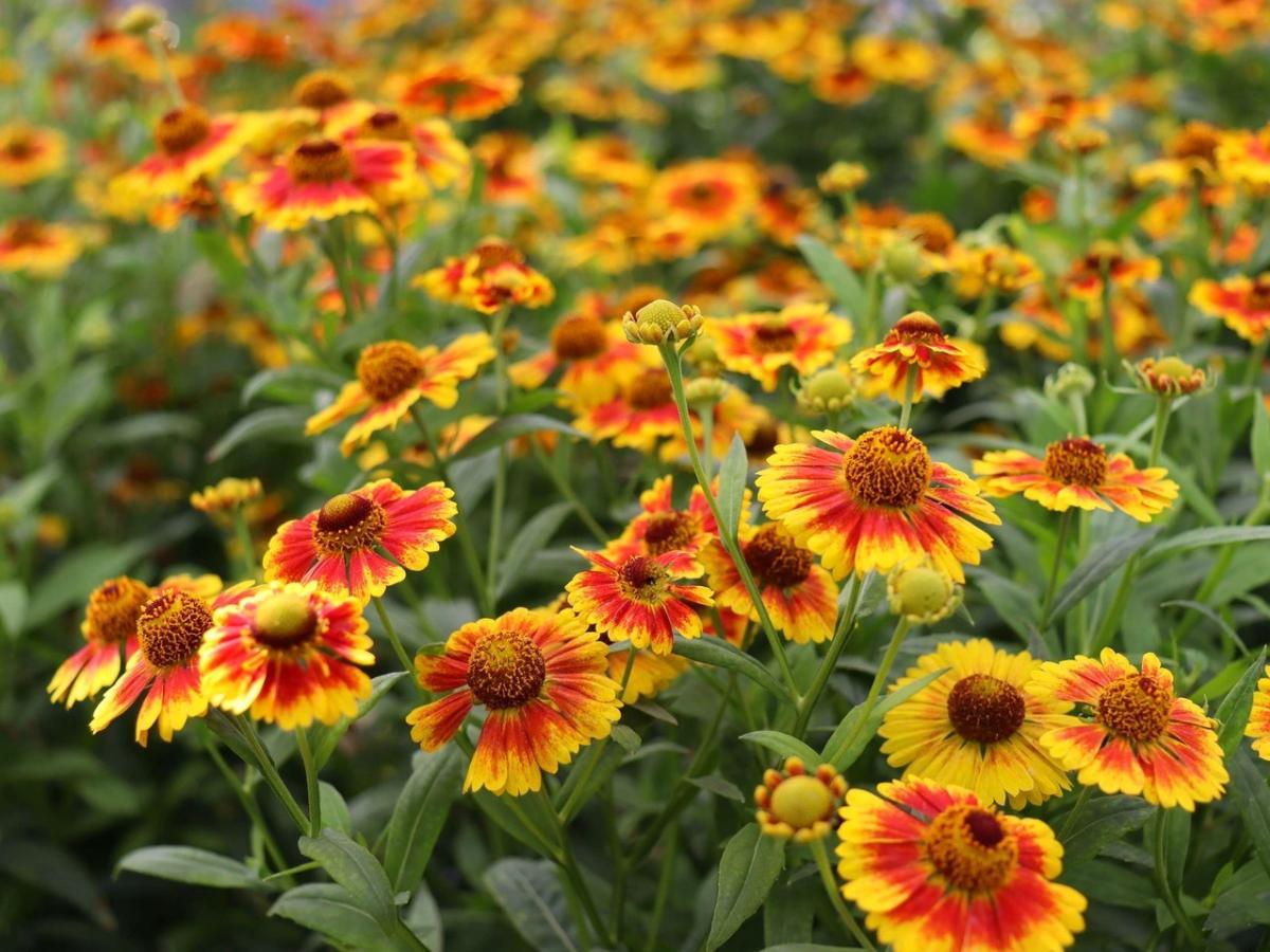 fall flower bed ideas 05