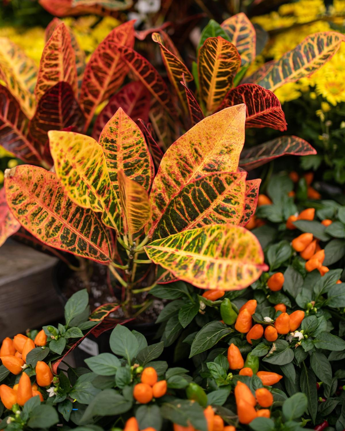 fall flower bed ideas 11