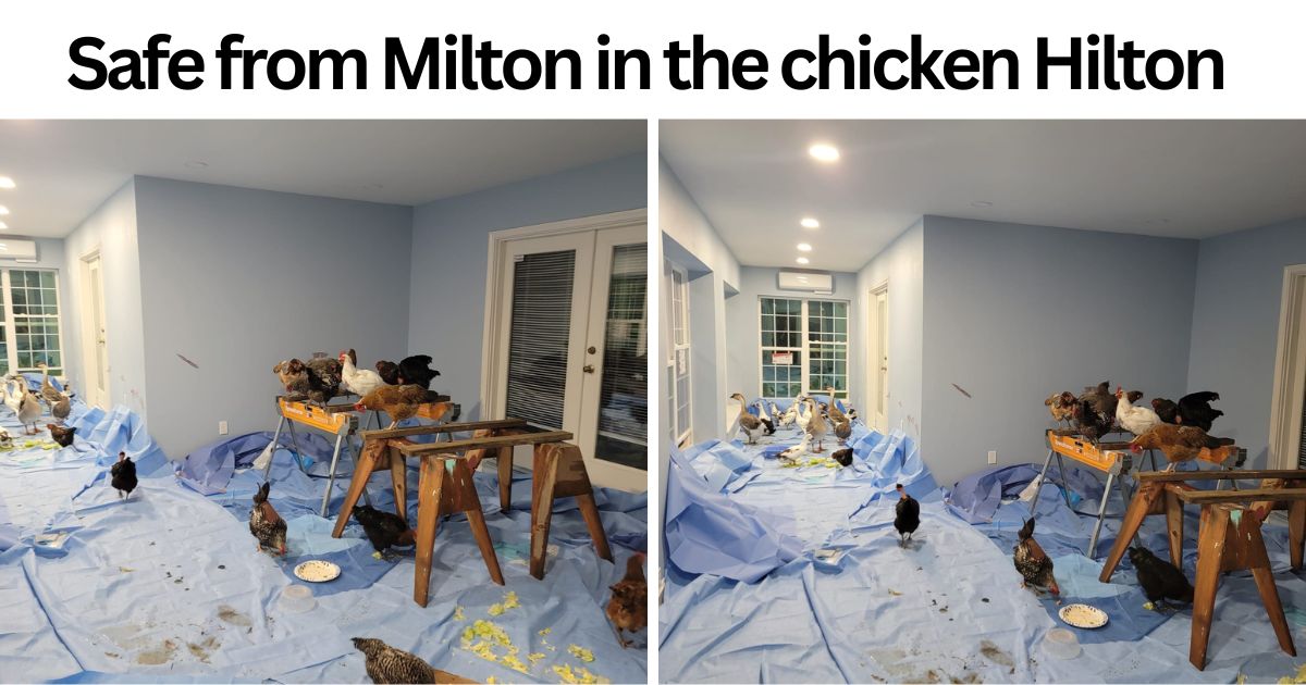 Safe from Milton in the chicken Hilton