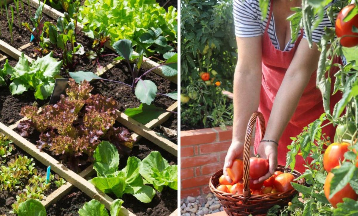 HOW TO cultivate veggies in any space ideas