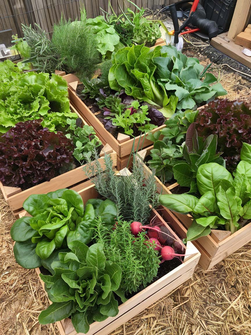 7. Raised Wooden Garden Boxes for Fresh Produce