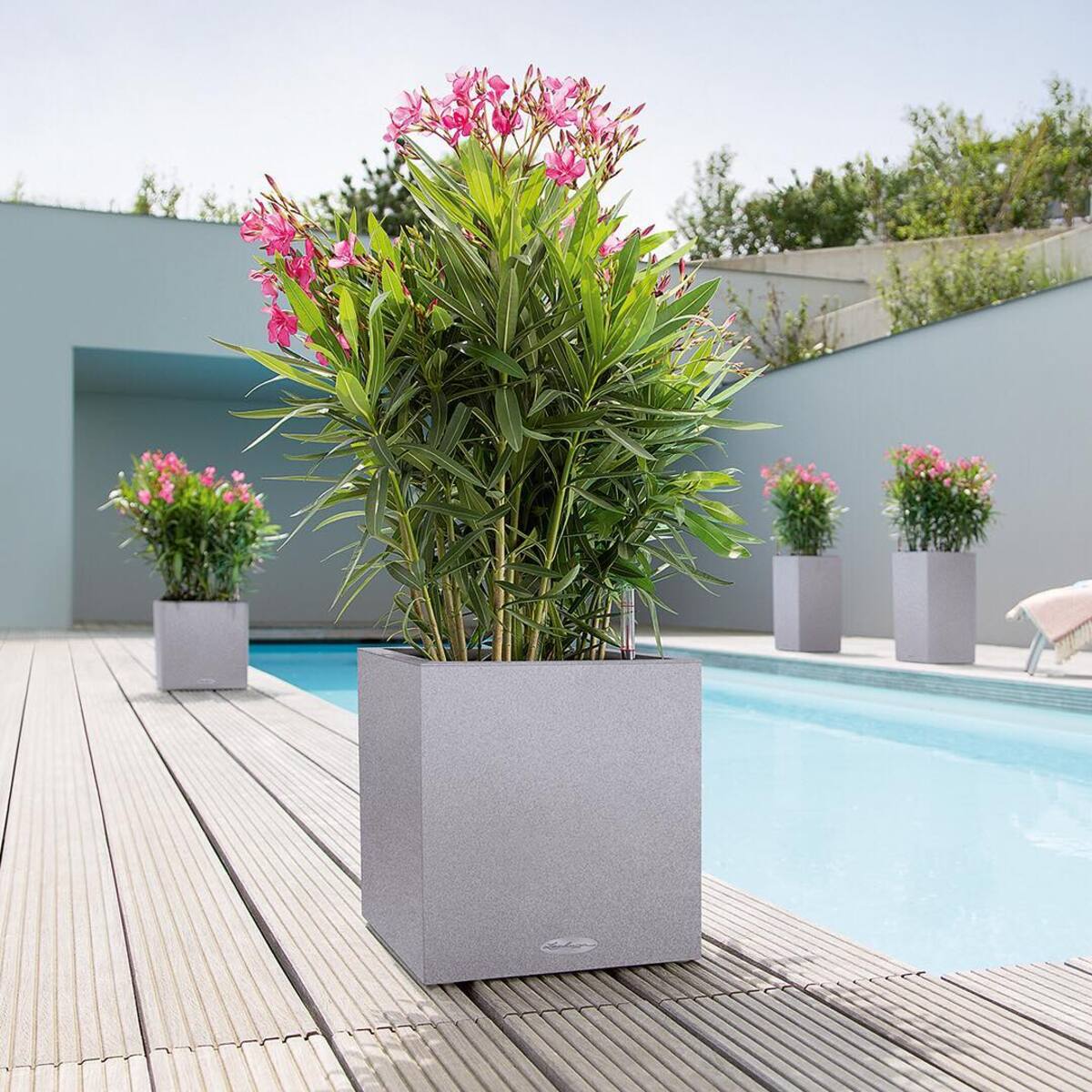 beautiful container plants perfect for poolside decor 12