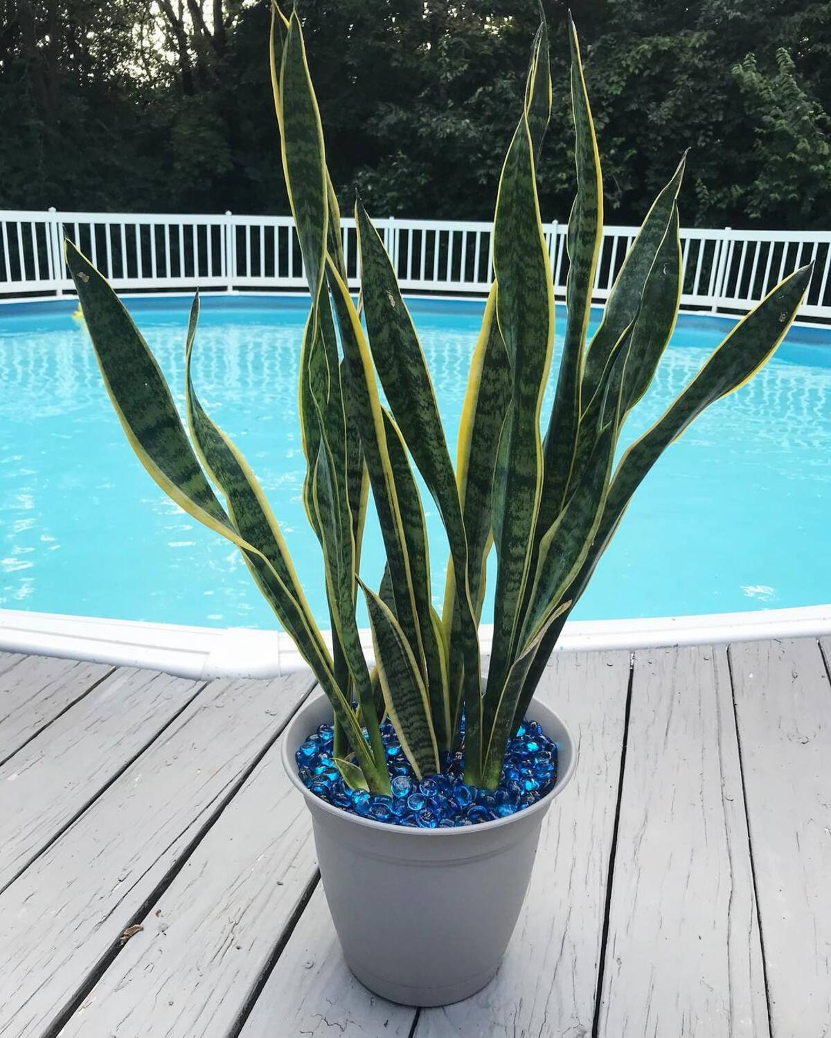 beautiful container plants perfect for poolside decor 14