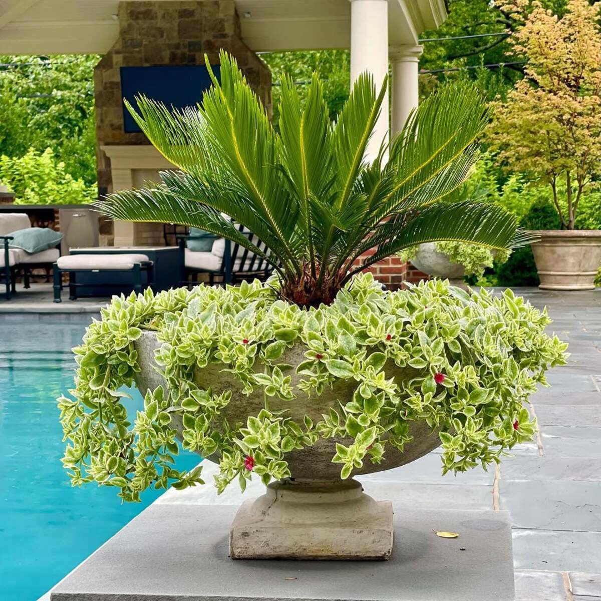 beautiful container plants perfect for poolside decor 16