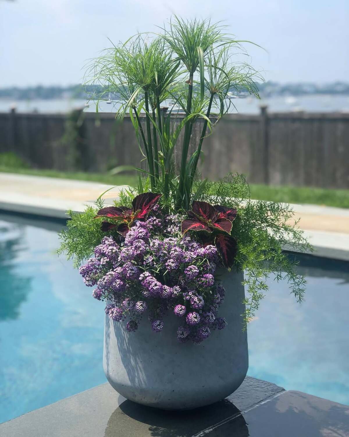 beautiful container plants perfect for poolside decor 17