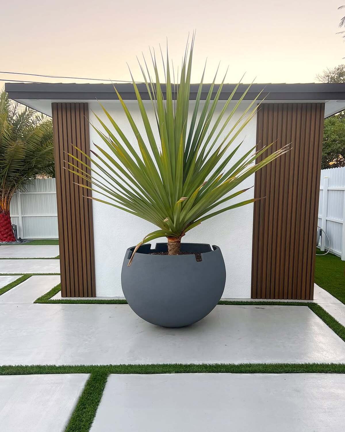 beautiful container plants perfect for poolside decor 2