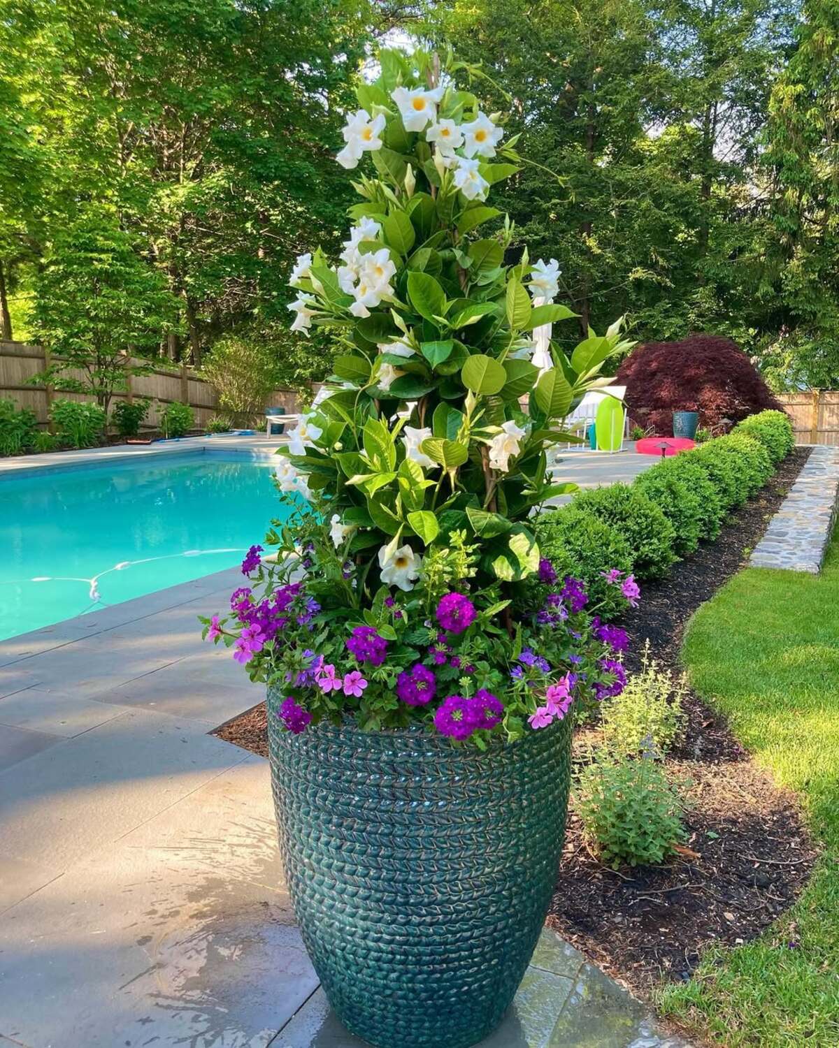 beautiful container plants perfect for poolside decor 21