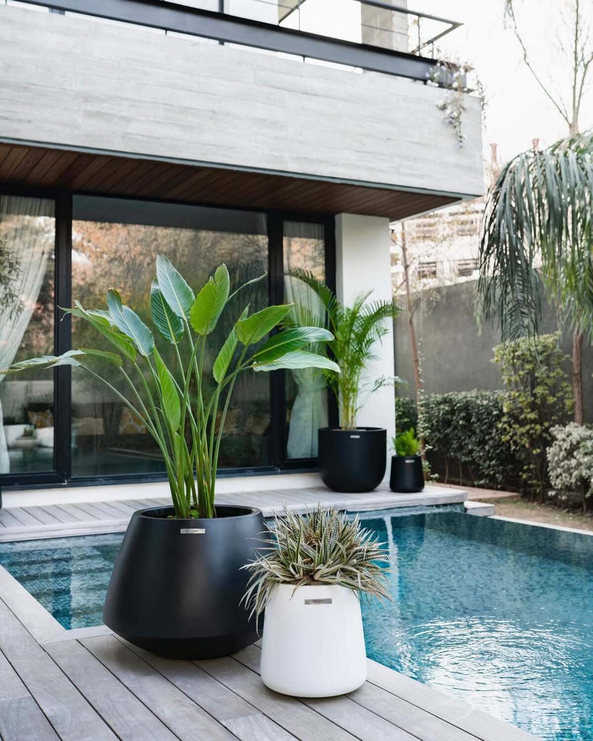 beautiful container plants perfect for poolside decor 22