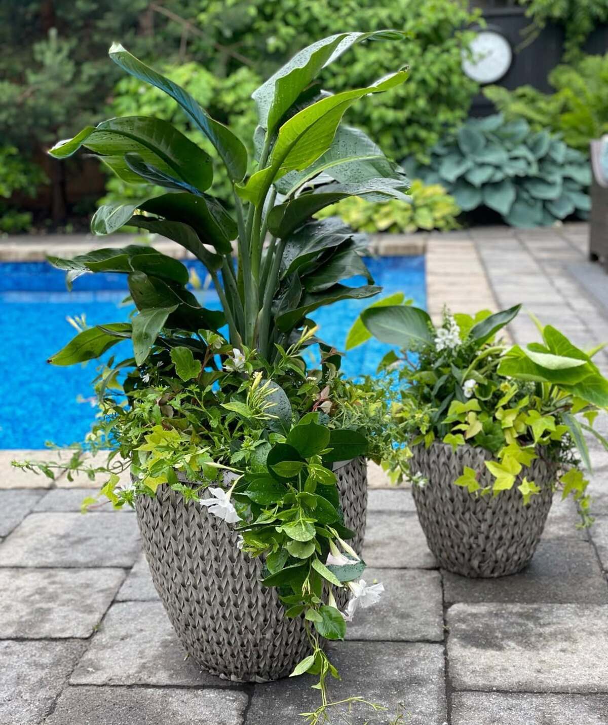 beautiful container plants perfect for poolside decor 26