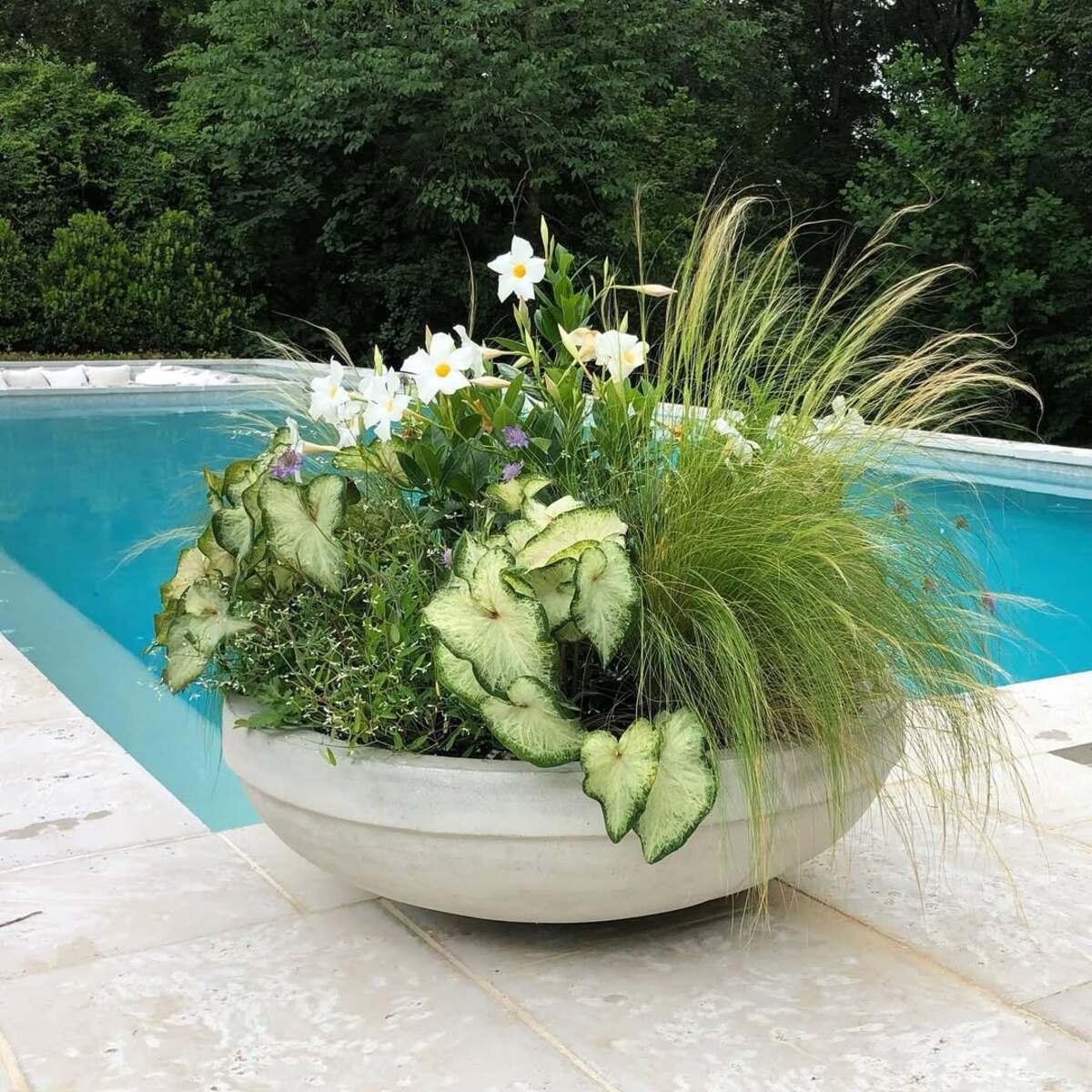 beautiful container plants perfect for poolside decor 3