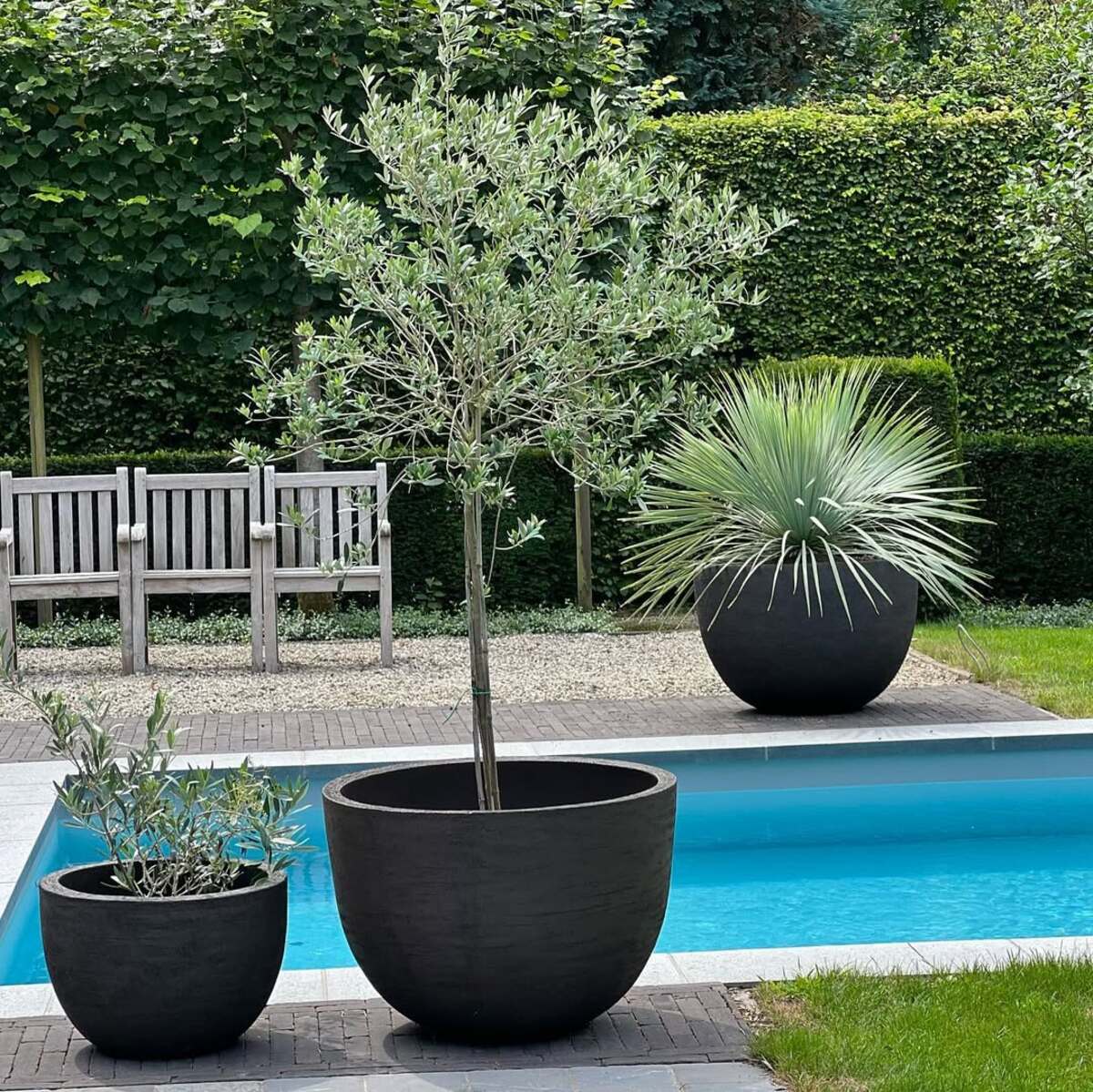 beautiful container plants perfect for poolside decor 6