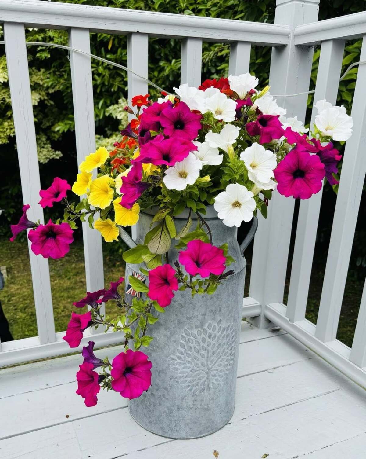 beautiful flowers for patio vibe 5