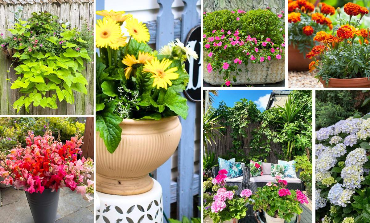 beautiful flowers for patios