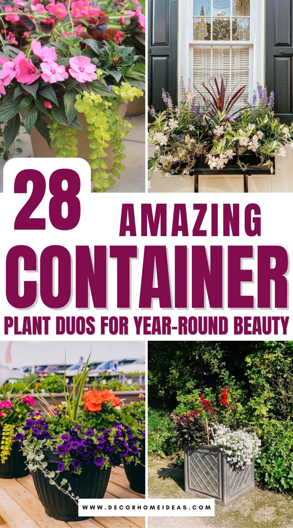 best container plant combinations 2