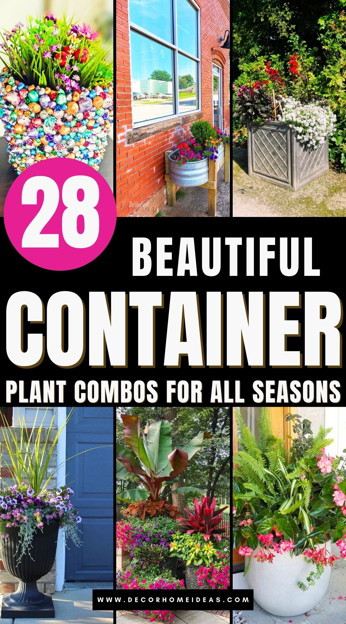 best container plant combinations 3