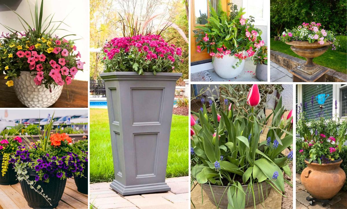 best container plant combinations