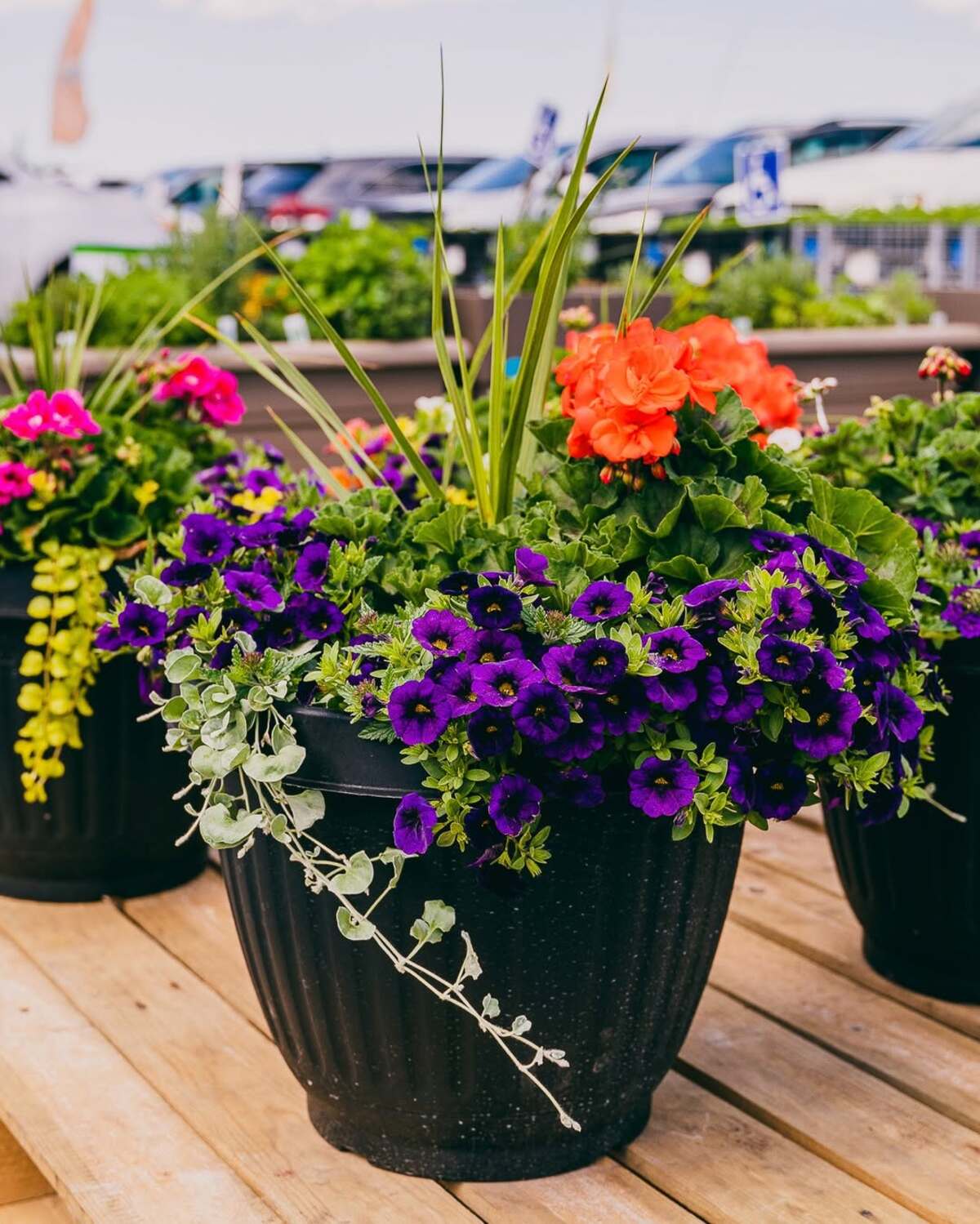 container plant combinations 14