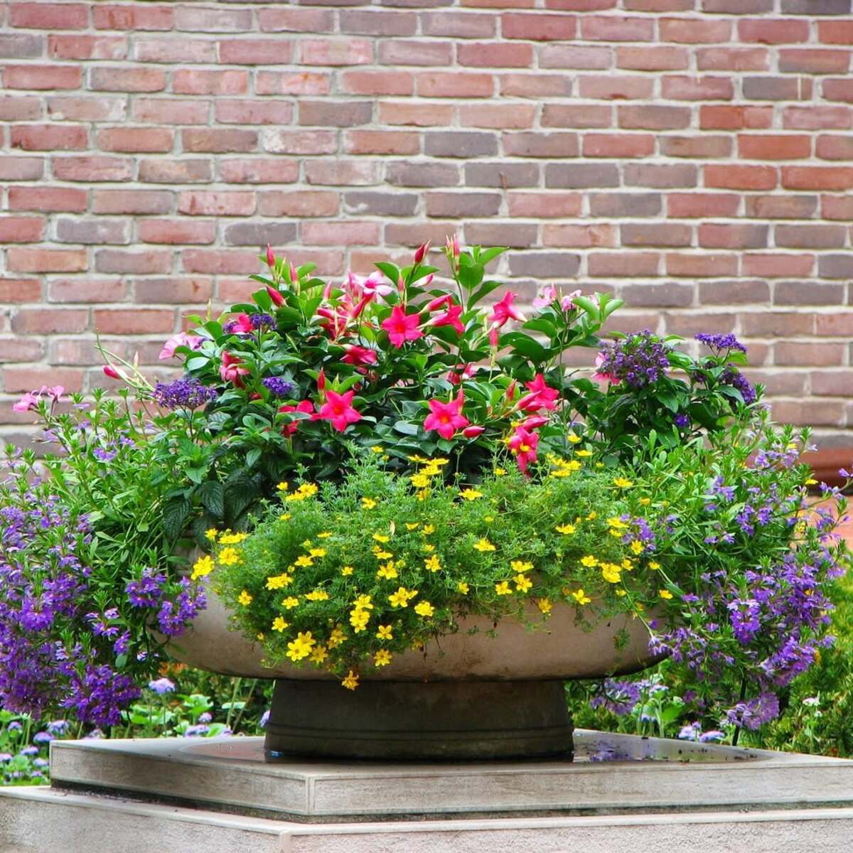 container plant combinations 17