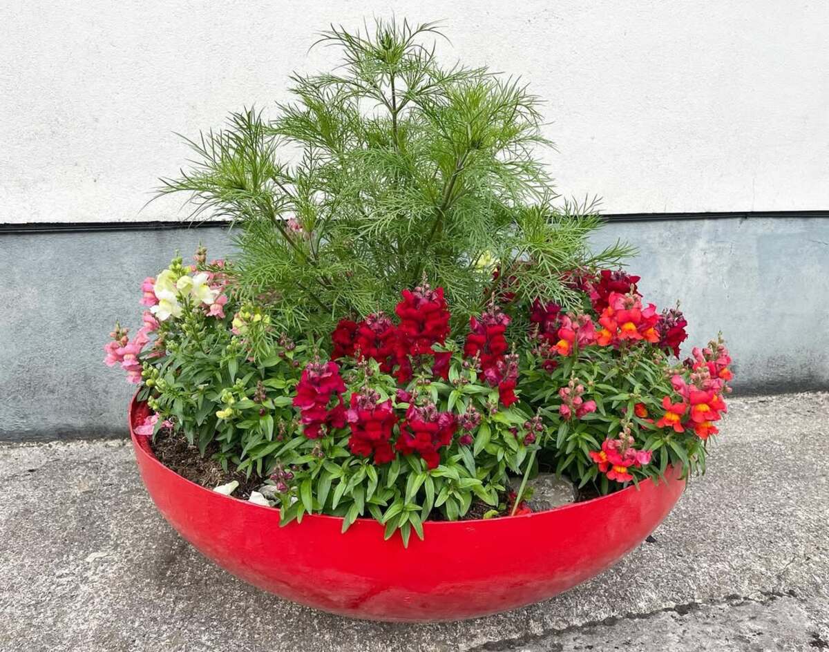 container plant combinations 18