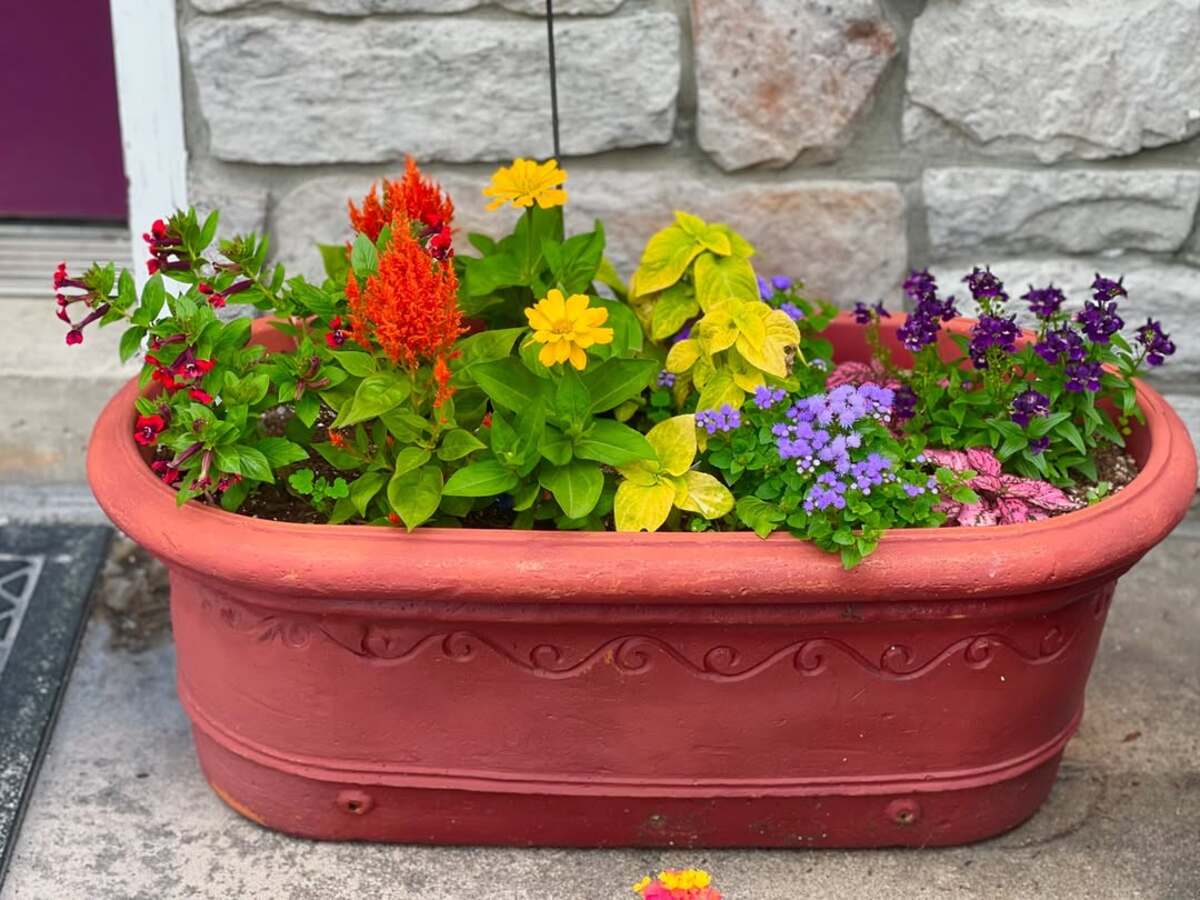 container plant combinations 19