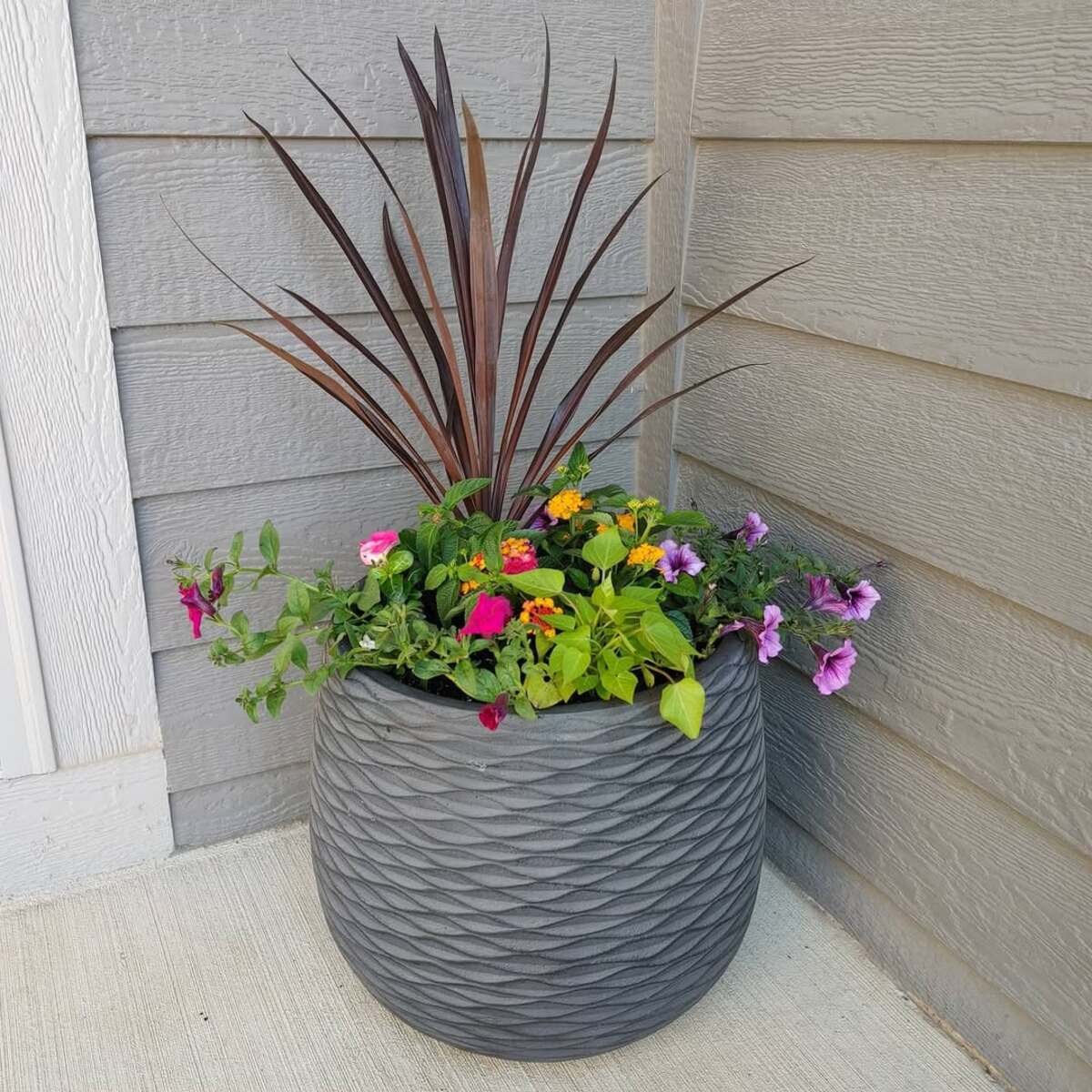 container plant combinations 5