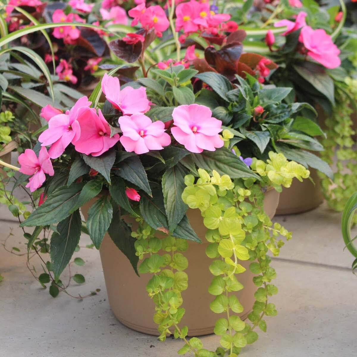 container plant combinations 9