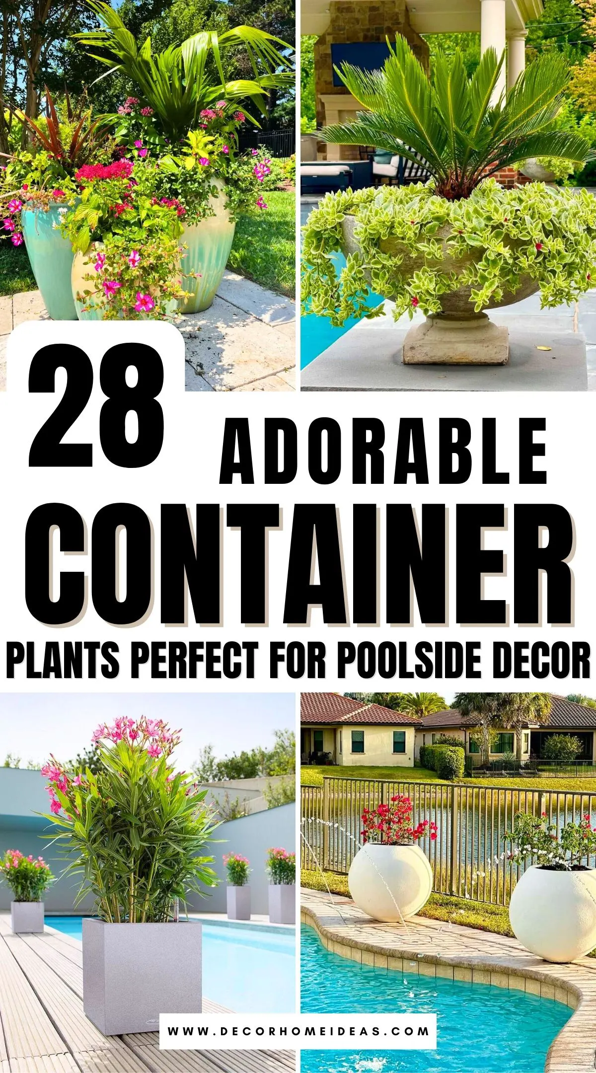 Create a lush, inviting poolside retreat with stunning container plants that thrive in the sun and add a touch of tropical charm. From vibrant blooms to elegant greenery, these 28 beautiful plants bring color, texture, and relaxation to your outdoor space. Discover the best options to complement your poolside oasis!