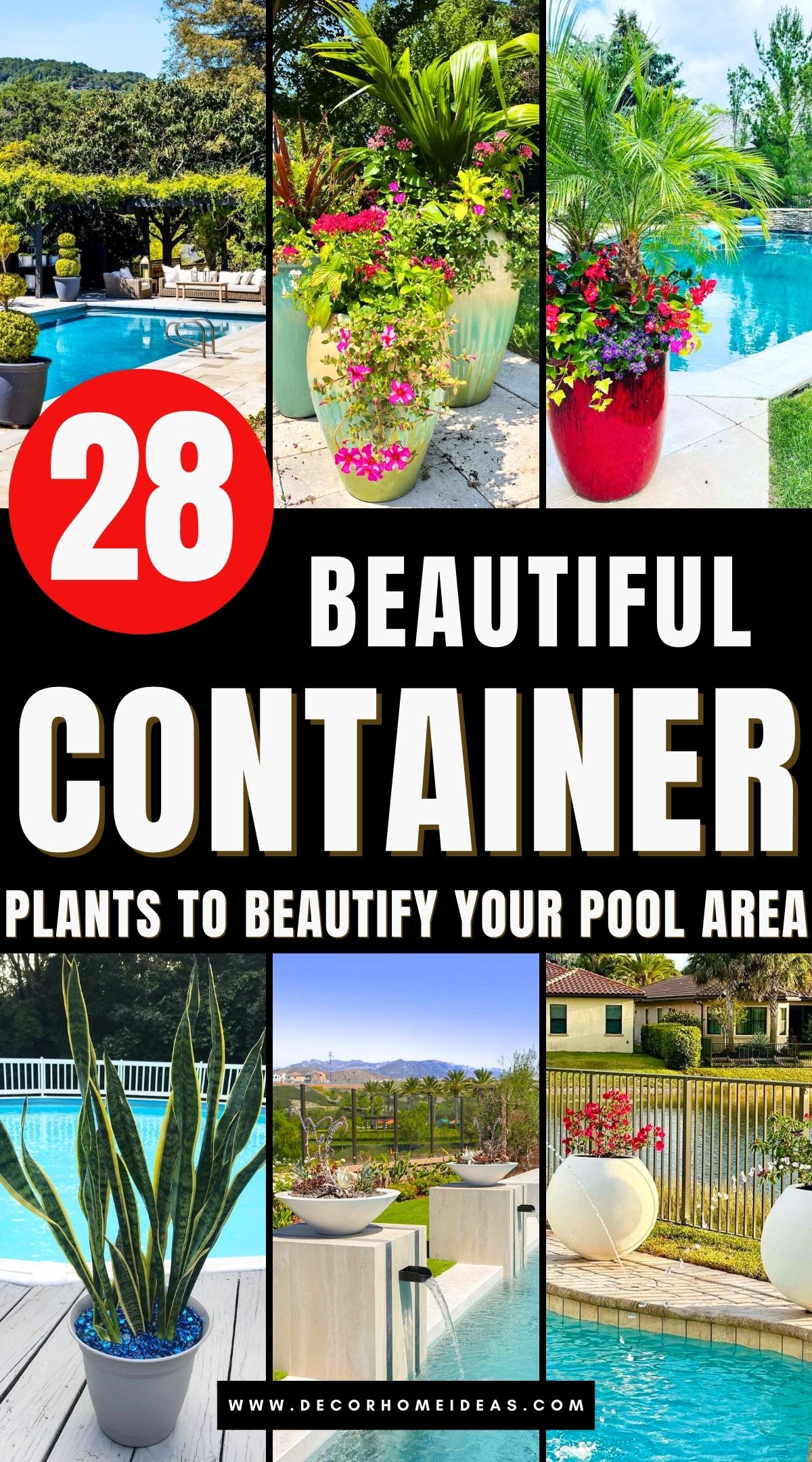 container plants for poolside decor 3