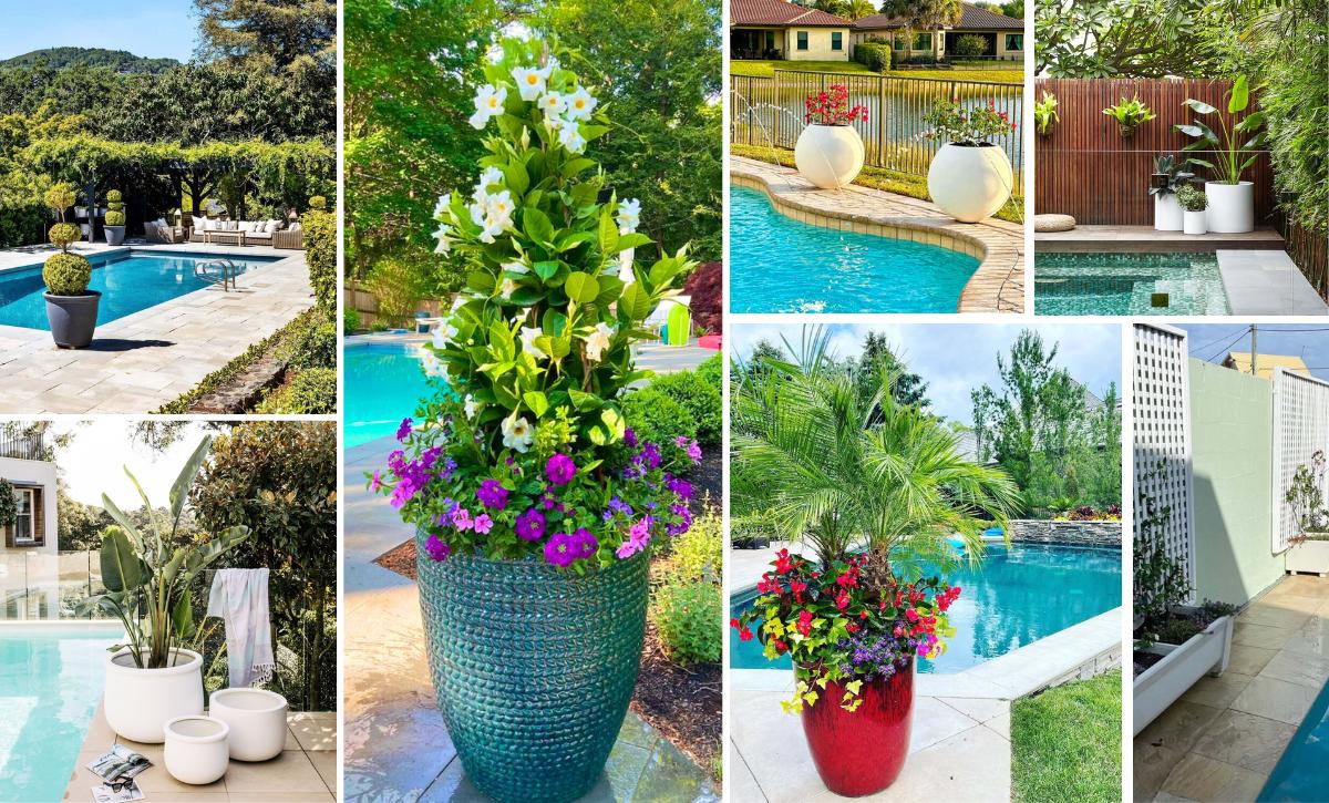 container plants for poolside decor