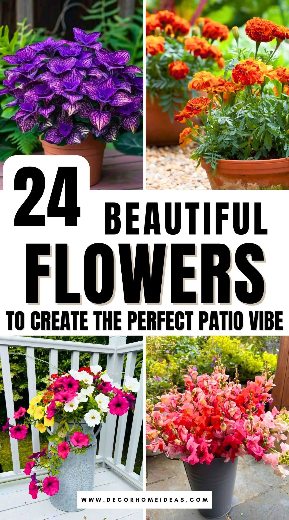 Want to create a dreamy patio escape? These 24 beautiful flowers add color, fragrance, and charm to any outdoor space. From vibrant blooms to delicate florals, find the perfect plants to enhance your patio’s atmosphere. Discover which flowers thrive best and bring your patio to life!