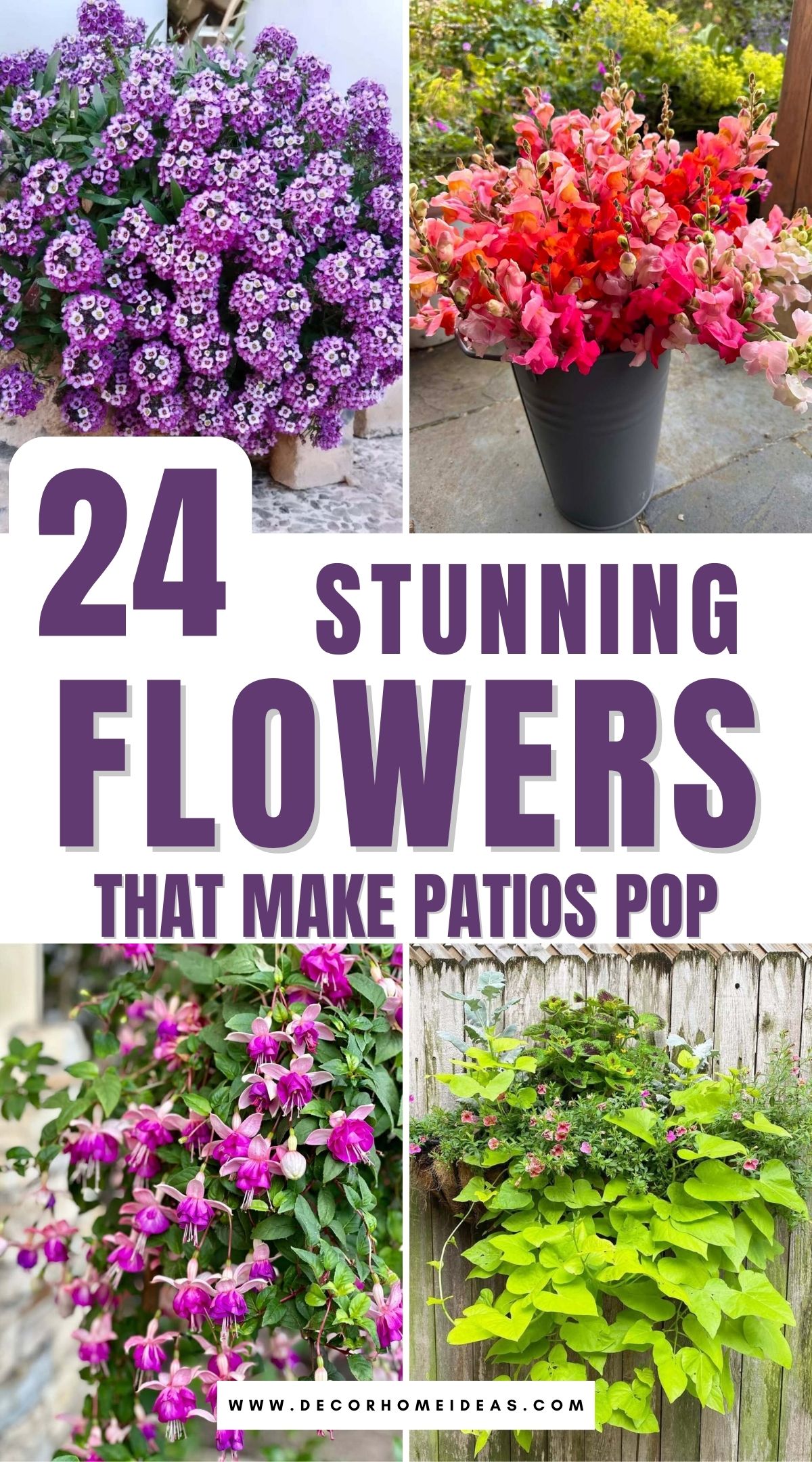 beautiful flowers for patios 2