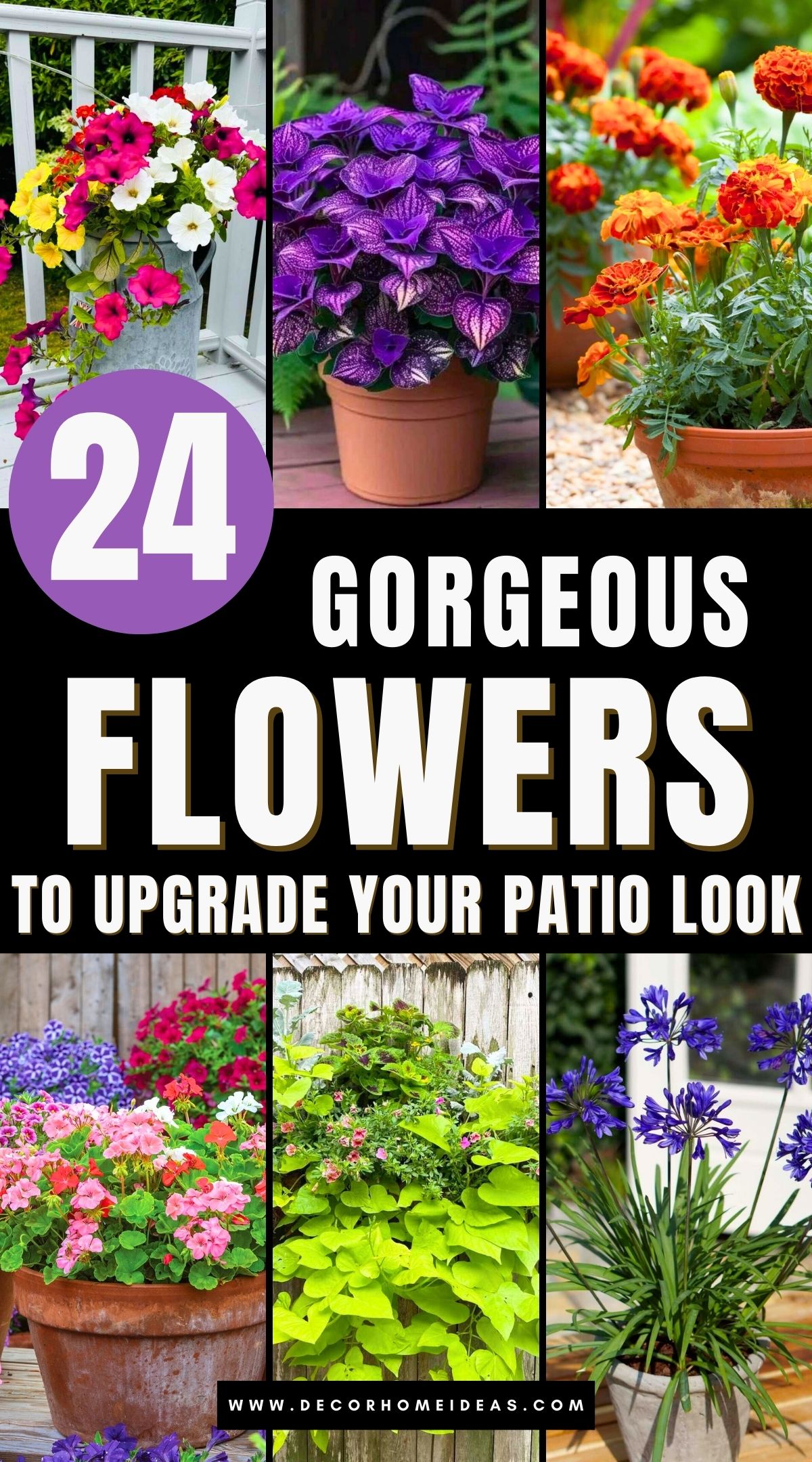 beautiful flowers for patios 3